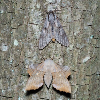 Laothoe populi (lišaj topolový), Sphinx pinastri (lišaj borový), Augšperský potok