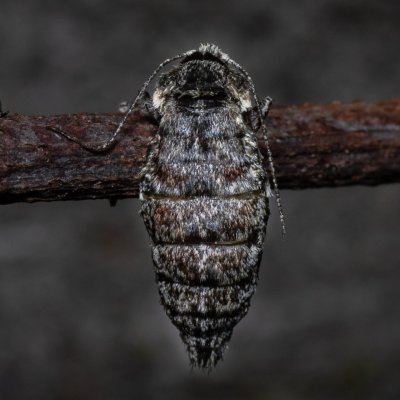 Phigalia pilosaria (drsnokřídlec hrušňový), PR Kamenný vrch