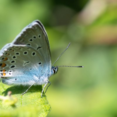 Polyommatus amandus (modrásek ušlechtilý), Pohoří na Šumavě