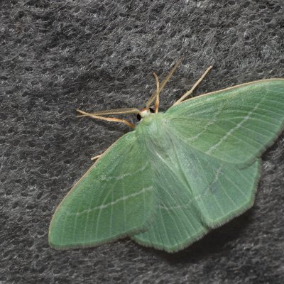 Hemistola chrysoprasaria (zelenopláštník plaménkový), pískovna u Mušlova