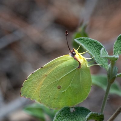 Gonepteryx cleopatra (žluťásek půvabný), HR, Lopar