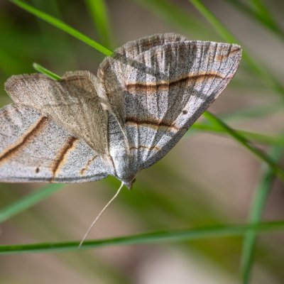 Scotopteryx mucronata/luridata (vlnočárník podobný/vřesový), PP Baba