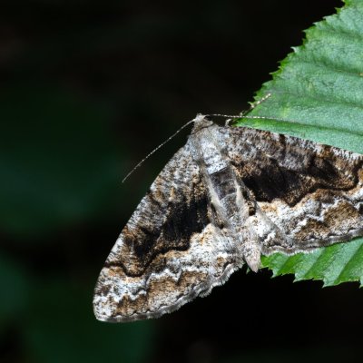 Alcis repandata (různorožec vrbový), Žebětín