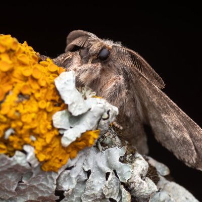 Gluphisia crenata (hřbetozubec nepravý), PP Prameniště Pohořského potoka
