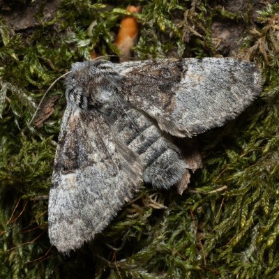 Colocasia coryli (běloskvrnka lísková), Kývalka