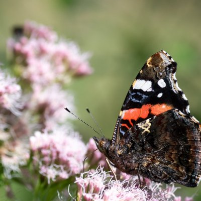 Vanessa atalanta (babočka admirál), SK, Štôla