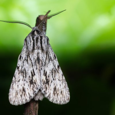 Asteroscopus sphinx (dřevobarvec pozdní), Kývalka
