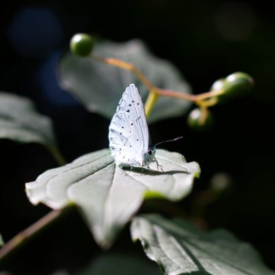 Celastrina argiolus (modrásek krušinový), Kývalka