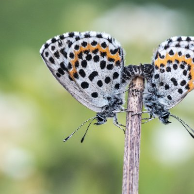 Scolitantides orion (modrásek rozchodníkový), Lysá hora u Ochozu