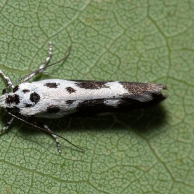 Ethmia quadrillella (skvrnuška lesní), Kývalka
