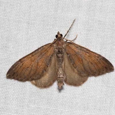 Thera obeliscata (píďalka sosnová), Hády