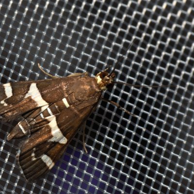 Spoladea recurvalis (-), TH, Khao Sok