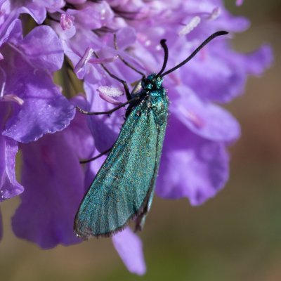 Adscita sp., IT, Cinque Torri, Jižní Tyrolsko