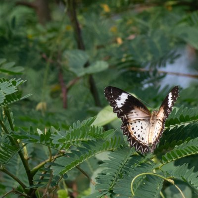 Cethosia cyane (babočka cyanská), TH, Krabi