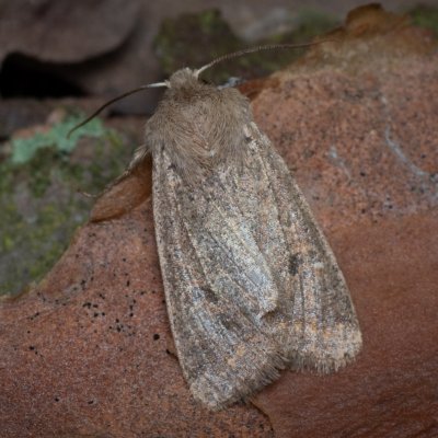 Orthosia cruda (jarnice menší), Žebětín