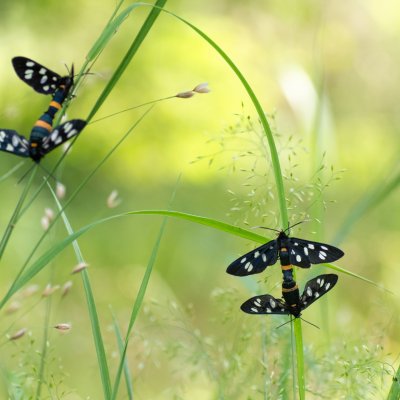 Amata phegea (běloskvrnáč pampeliškový), Žebětín