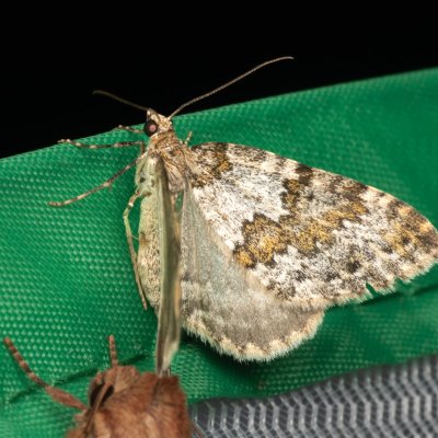 Entephria infidaria (píďalka šťavelová), PP Prameniště Pohořského potoka
