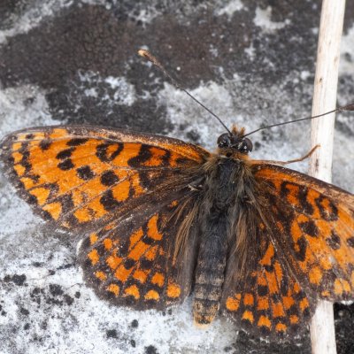 Melitaea trivia (hnědásek jižní), PR Svatý kopeček