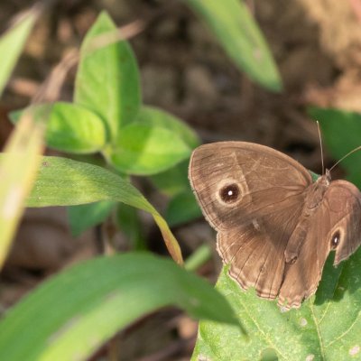 Mycalesis sp., TH, Khao Sok