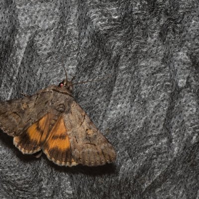 Catocala eutychea (-), GR, Sokraki, Korfu