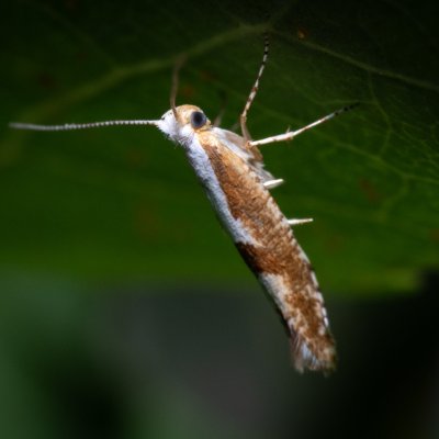 Argyresthia pruniella (molovka pupenová), Hády - odkaliště