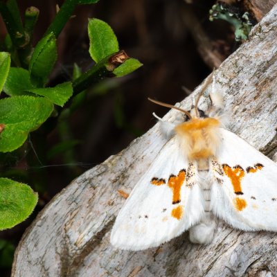 Leucodonta bicoloria (hřbetozubec dvoubarvý), NPR Radostínské rašeliniště