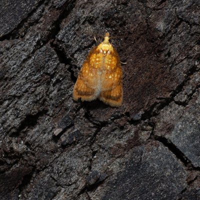 Acleris bergmanniana (obaleč šípkový), Kobylí