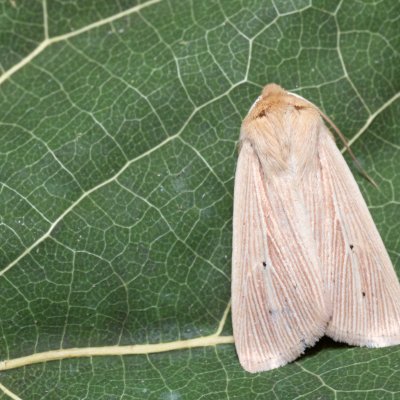 Mythimna pallens (plavokřídlec stepní), Hrušovany u Brna