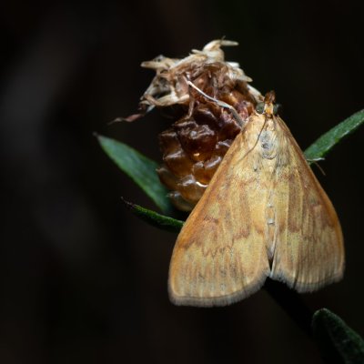 Ostrinia nubilalis (zavíječ kukuřičný), NPR Slanisko u Nesytu