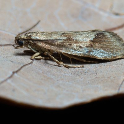 Diurnea lipsiella (šedivěnka podzimní), PP Zlobice