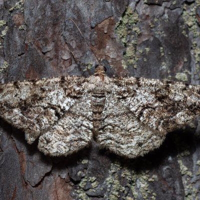 Peribatodes secundaria (různorožec jalovcový), Říčky