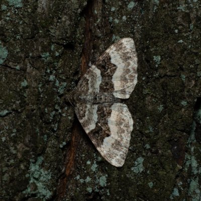 Epirrhoe alternata (píďalka obecná), Žebětín