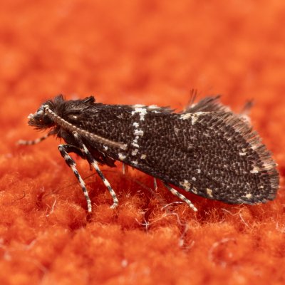 Narycia astrella (-), Žebětín