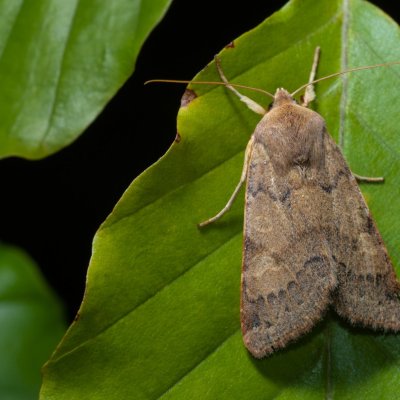 Agrochola helvola (polnice hnědá), Helenčina studánka