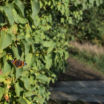 Vanessa atalanta (babočka admirál), PP Santon
