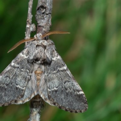 Drymonia ruficornis (hřbetozubec dubový), PR Kamenný vrch