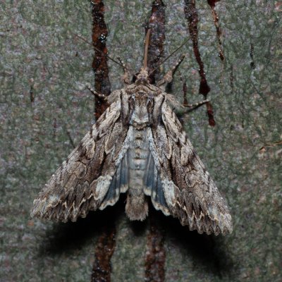 Apamea monoglypha (šedavka trávová), Žebětín