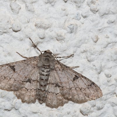 Ascotis selenaria (různorožec pelyňkový), HR, Jablanac