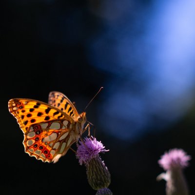 Issoria lathonia (perleťovec malý), Helenčina studánka