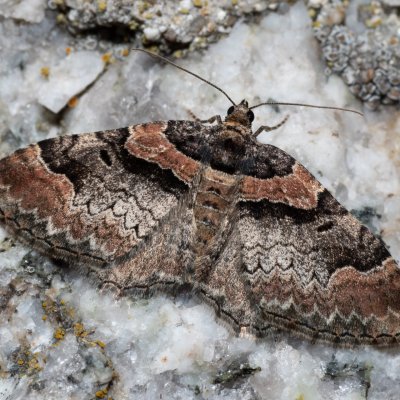 Catarhoe rubidata (píďalka rudohnědá), SK, Štôla