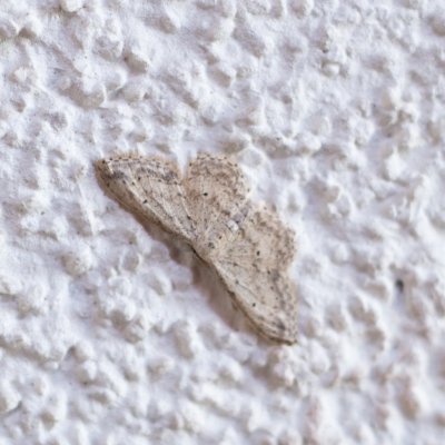 Idaea seriata (žlutokřídlec střemchový), Žebětín