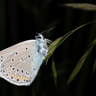 Polyommatus amandus (modrásek ušlechtilý), PP Prameniště Pohořského potoka