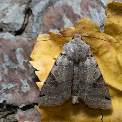 Agrochola litura (polnice vrbková), PP Kavky
