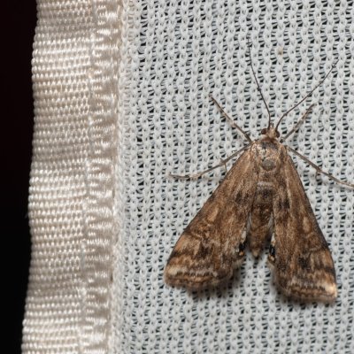 Cataclysta lemnata (vílenka okřehková), Hodonín - Zbrod