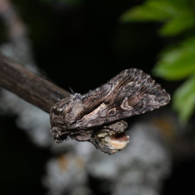 Chloantha hyperici (osenice třezalková), PP Na cvičišti