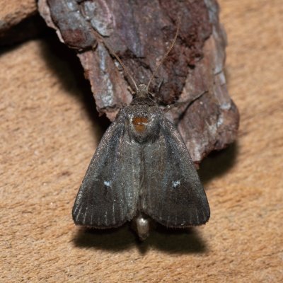 Lenisa geminipuncta (rákosnice dvoutečná), Hády - Ruženin lom