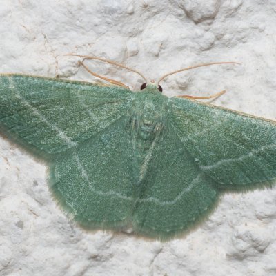 Chlorissa etruscaria (zelenopláštník smldníkový), HR, Jablanac