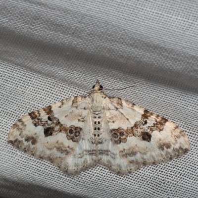 Xanthorhoe montanata (píďalka šťovíková), NPR Radostínské rašeliniště