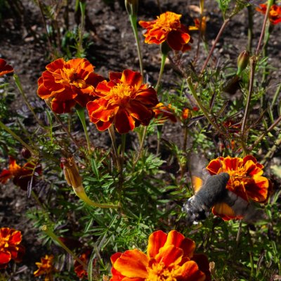 Macroglossum stellatarum (dlouhozobka svízelová), Orlík nad Vltavou