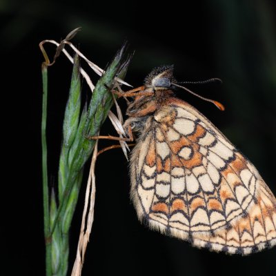 Melitaea athalia (hnědásek jitrocelový), PP Prameniště Pohořského potoka